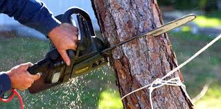 Best Arborist Consultation Services  in Smyrna, GA