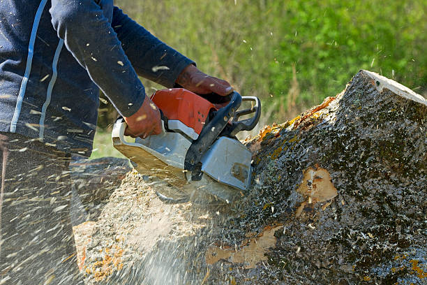 Lawn Pest Prevention in Smyrna, GA